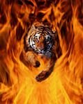 pic for Tiger on fire
